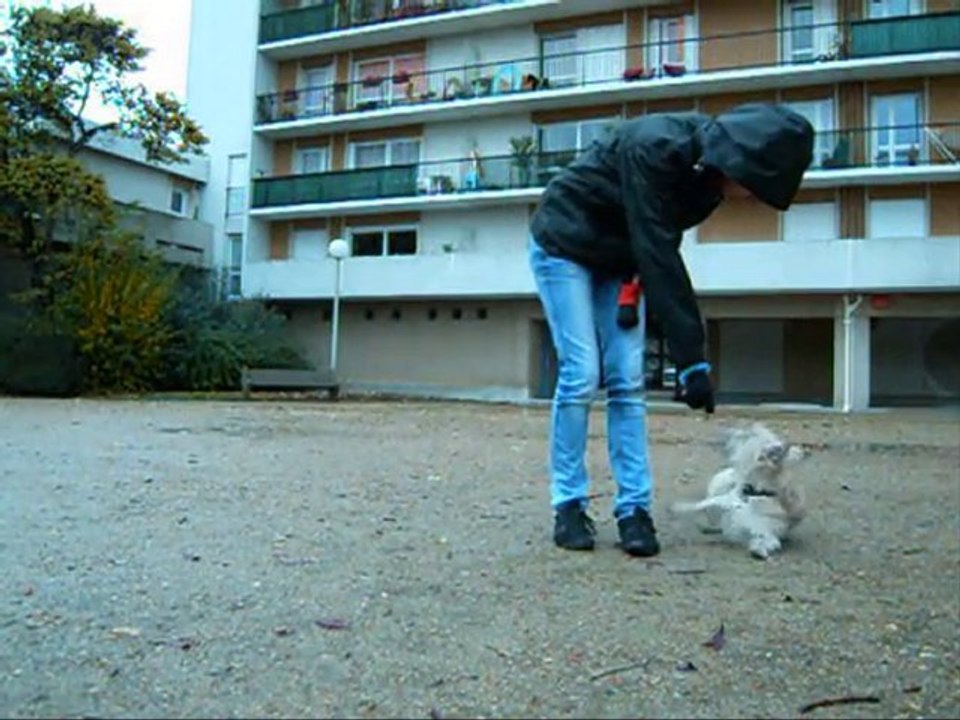 Dolbie cairn terrier clicker