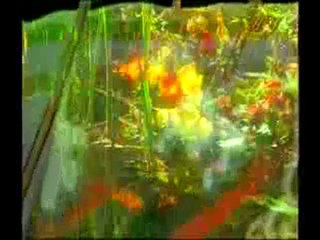 Cennette ses ve konuşmalardaki güzellik