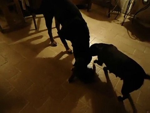 chiots staffie + evrest coton de tulear et atilla rott