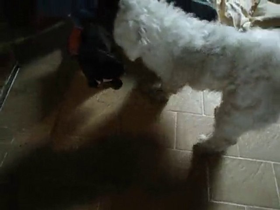 Fifty, Freeman et les coton de tulear