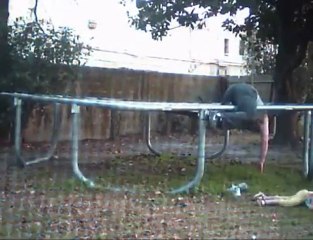 Trampoline accident