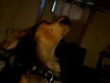 Sophie the Wolf Dog Howling