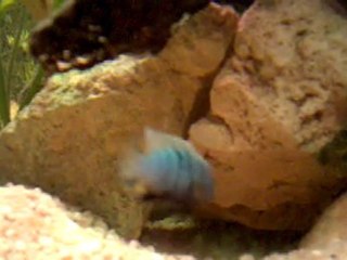 Cynotilapia Afra en plein boulot