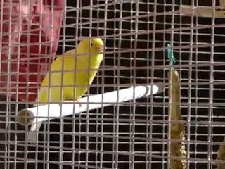 Chant femelle canari