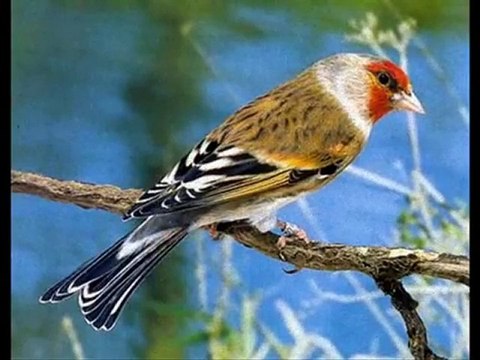 Chardonneret X Canari Mixto Fictif