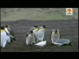 Compasion animal: Pingüinos