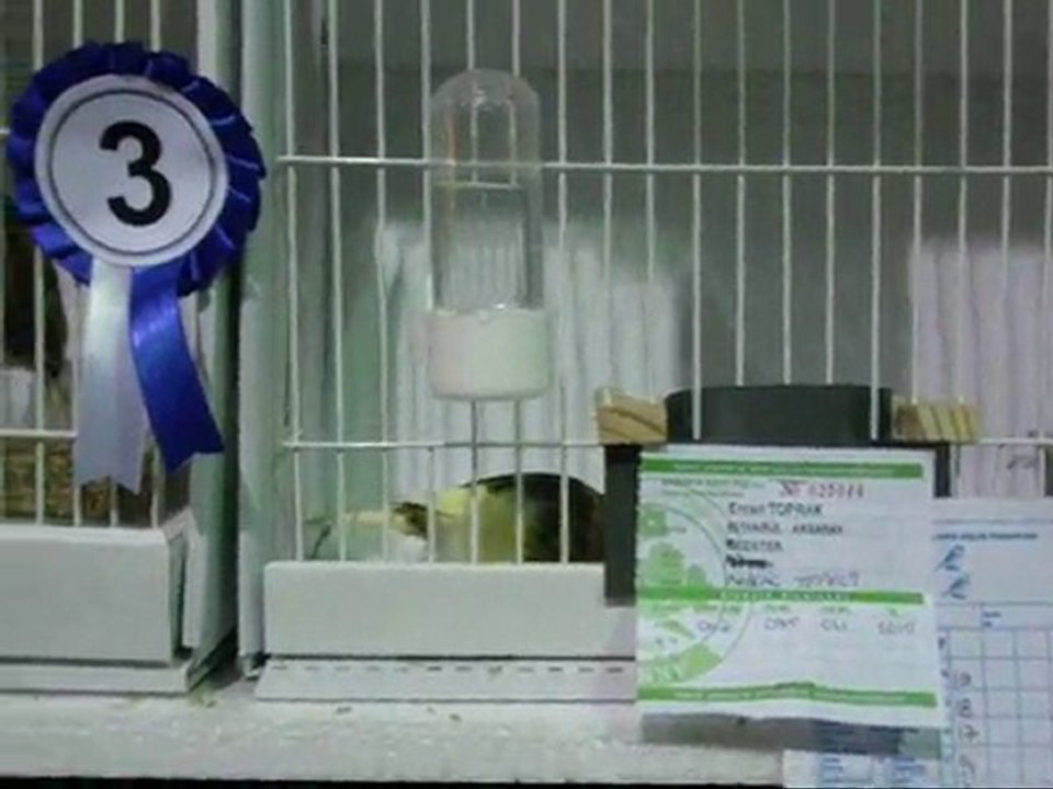 AHRAC TEPELILER | KOCAELİ 2010