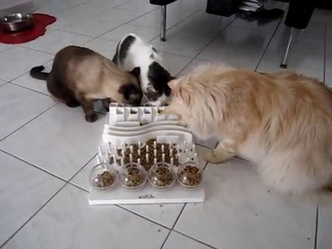 Ermès et Eliot au bar. Ewok sur le terrain de jeu.