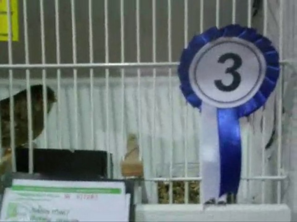 MELANIN KABAKLAR | KOCAELI 2010