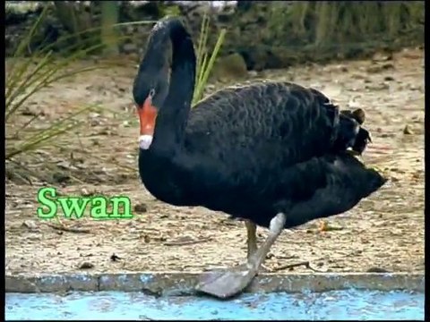 Album safari personnalisé