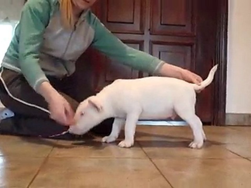 Peppino