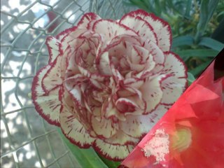 Esra İçöz-Şarap Mahzende Yıllanır