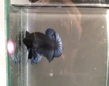 Betta splendens plakat bleu roi.