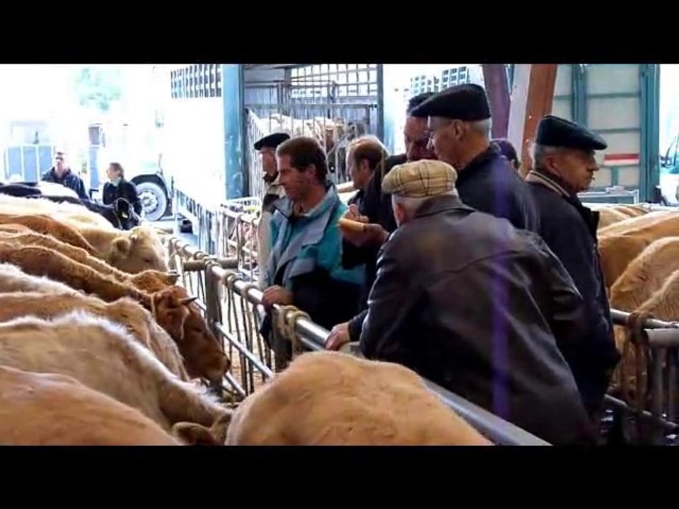 Marché aux chevaux Foire Saint-Martin - Saint-Hilaire-du-Hët