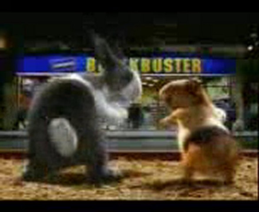 Rabbit vs Hamster