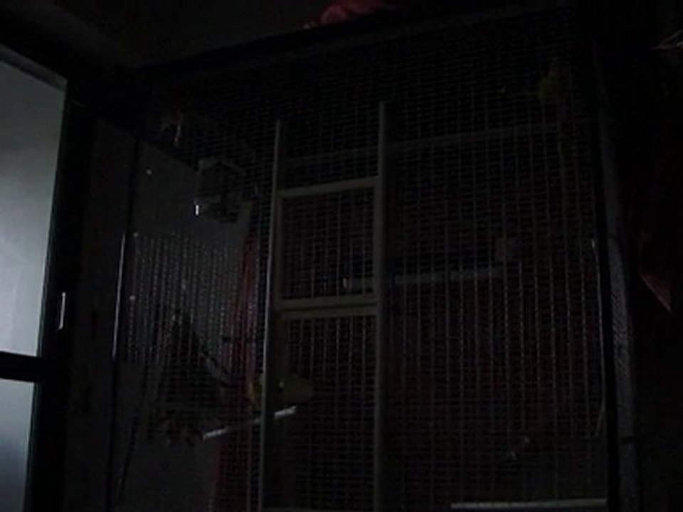 Chant de deux femelles ...