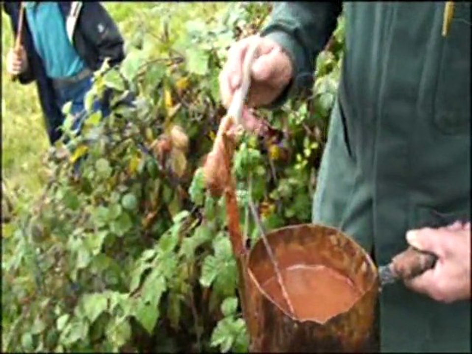 Greffage à l'anglaise de cerisiers (2/2)