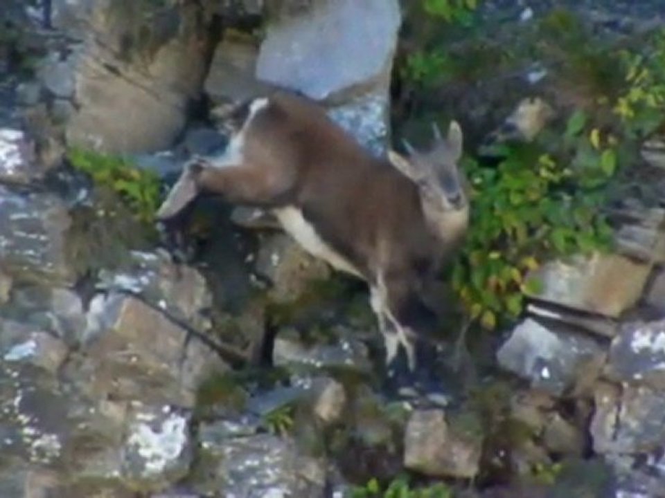 Bouquetins (avec jeunes) au Col d' Anterne (Chamonix)