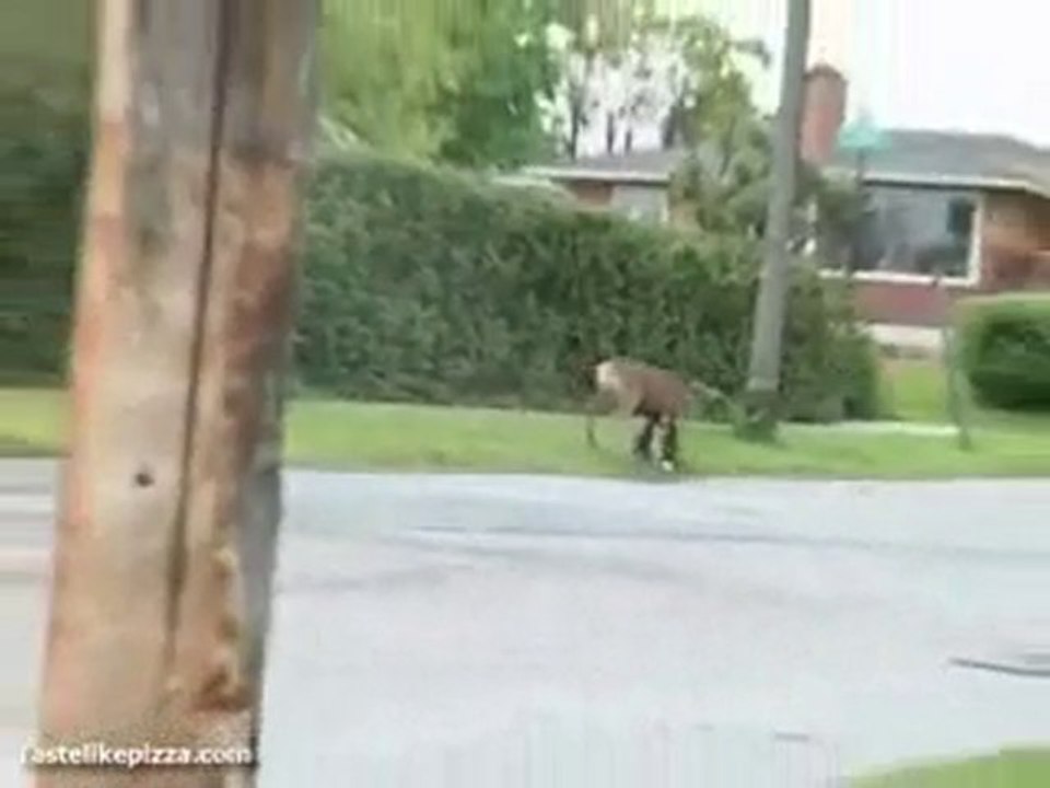 alban BAMBI
