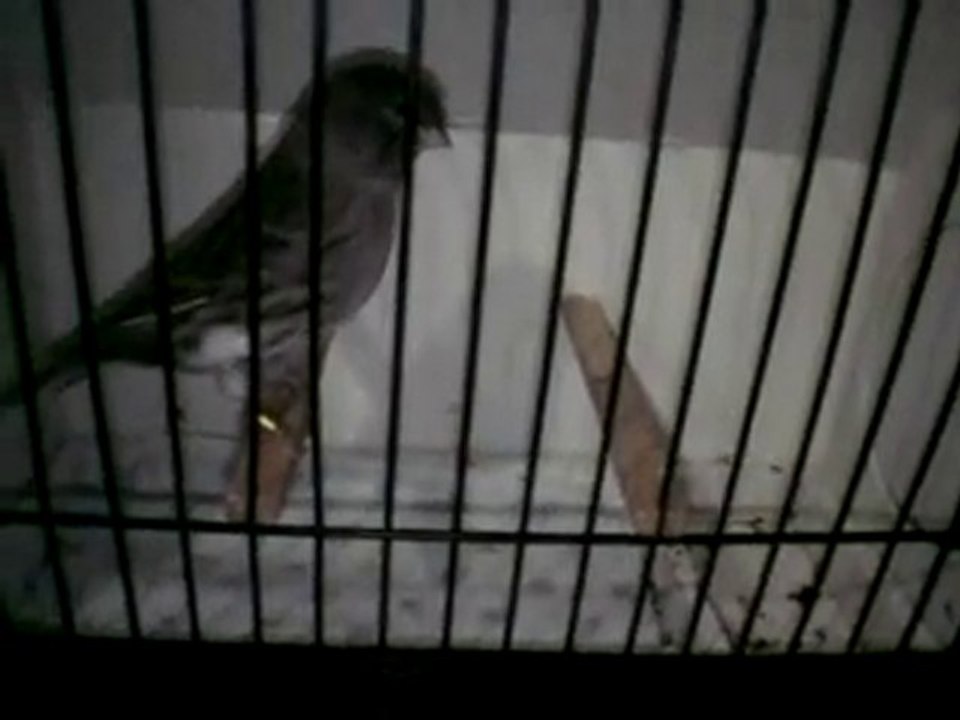 Tümay AŞÇIOĞLU 2010  Gloster Yavru