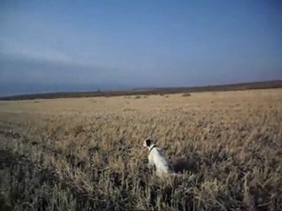 Bıldırcın Avımız