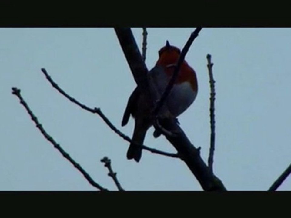 Rouge gorge
