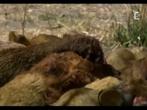 predateurs, la lutte pour la vie (3 et fin)