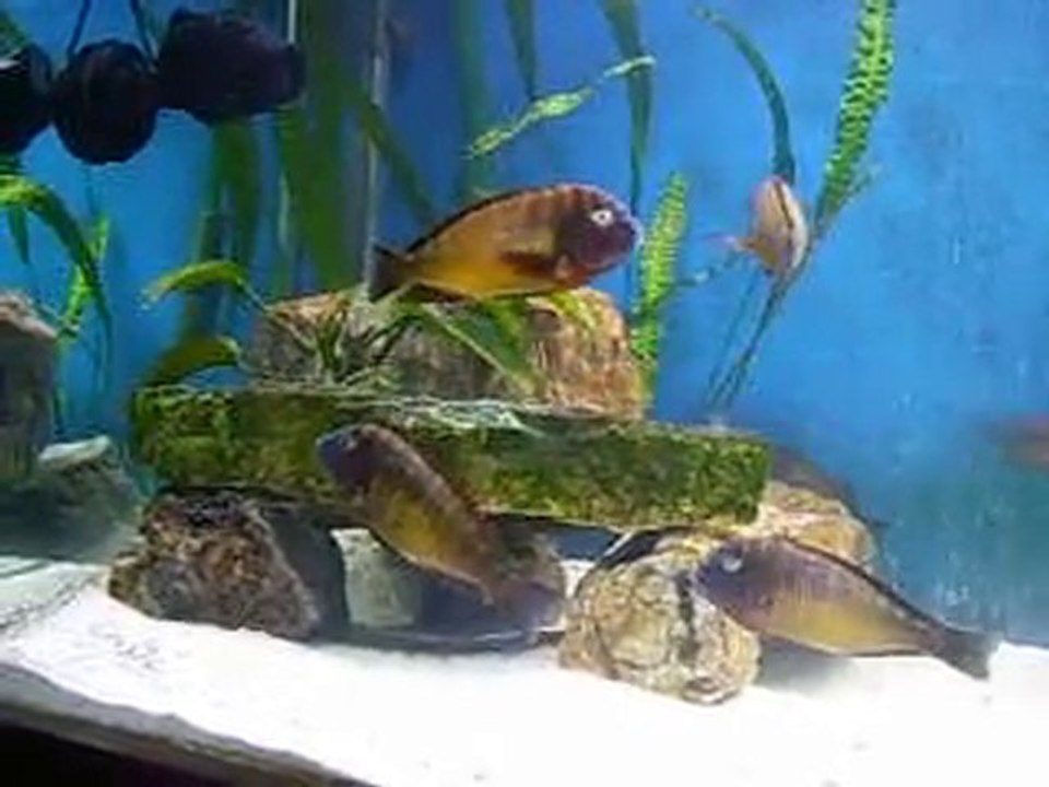 Tropheus Morii İlangi