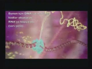 Protein Nasıl Oluşur?