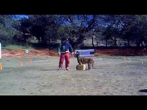 T'rex du Calvaire aux Acacias