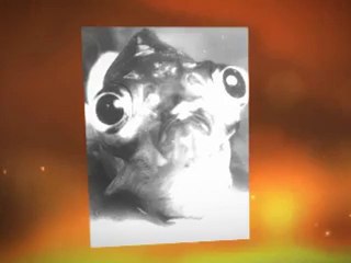 Curing Acne Internally