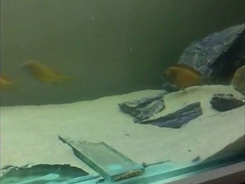 ilangi yellow africa genel görünüm 60x60x180 tank