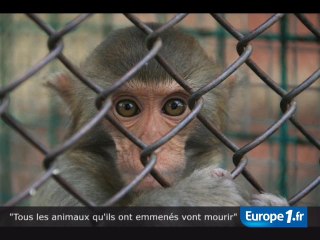 "Les animaux vont mourir"
