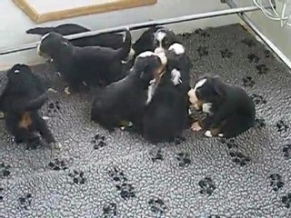 chiots à 20 jours