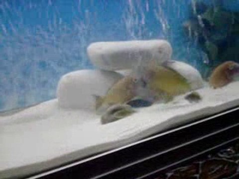 İLANGİ YELLOW AİLE KONSEYİ