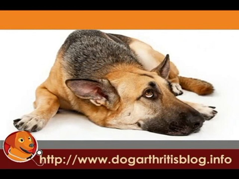 Elbow Dysplasia and Dog Arthritis Overview