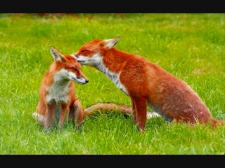 Le loup, le renard et la belette