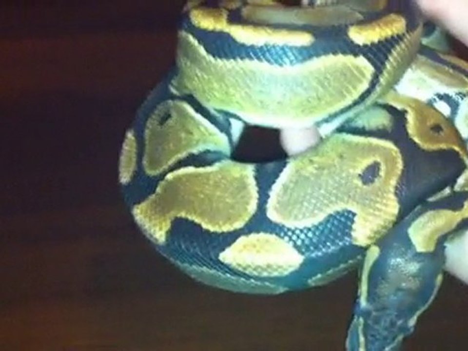 python