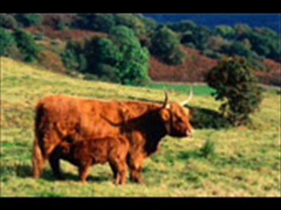 cadets des vaches pour Ryad