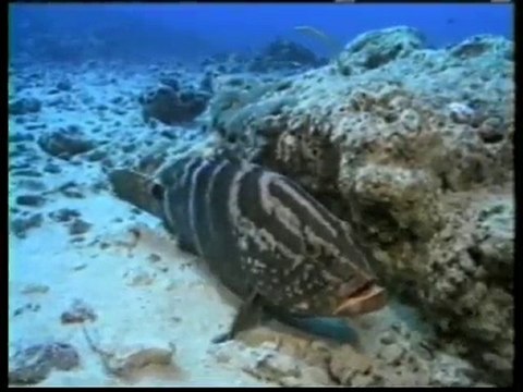 Les tactiques de défense : la symbiose