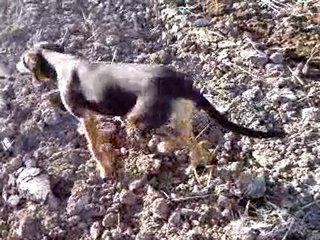 tümosan 60 60 11 likazayağı ile 1