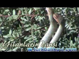 Yılanların Dansı Türkbalıkavında
