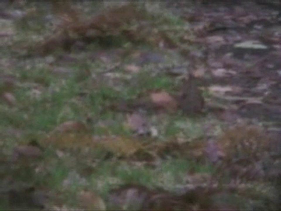 palombes dans les landes aux filets