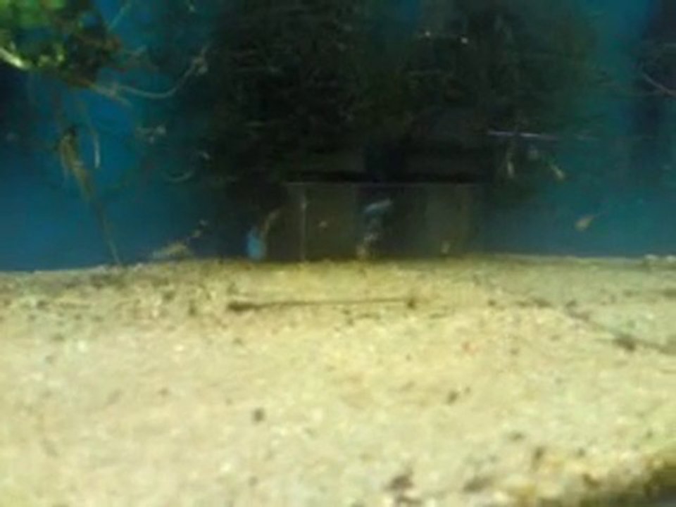 alevins tateurdina ocelicauda