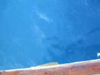 Kuşadası Köpek Balığı avı - Kerem Duman - 07 11 2010 shark