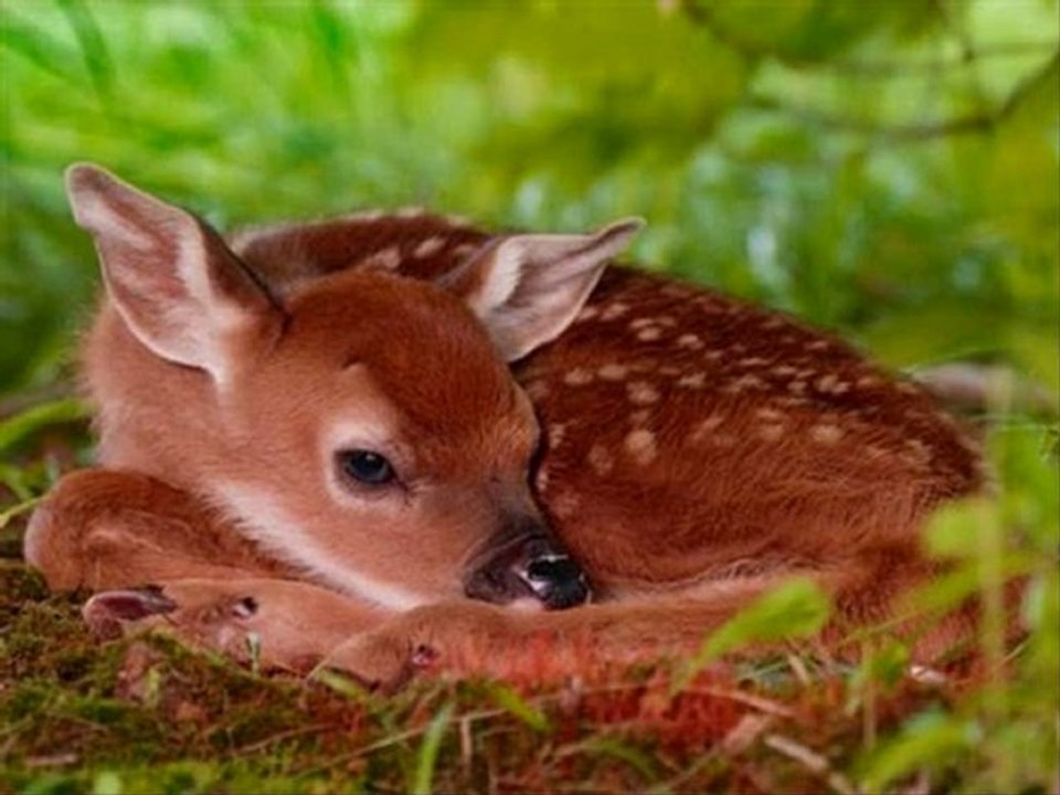 Vent frais vent du matin