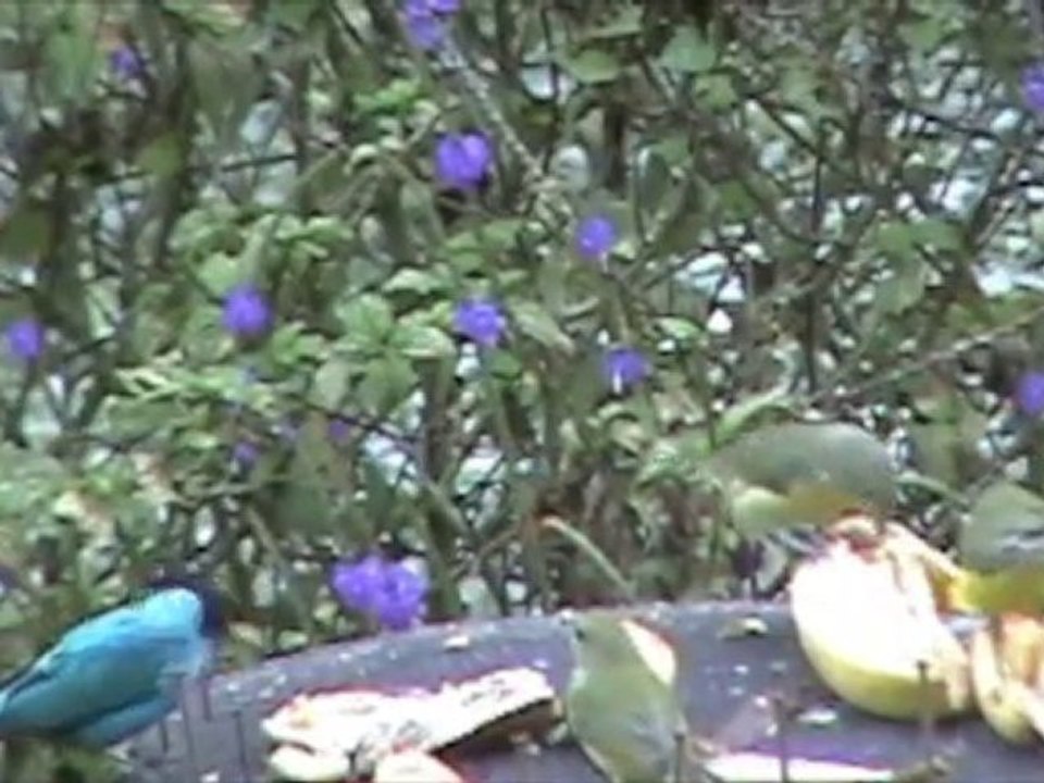 Avistamiento Aves Colombia, Eje Cafetero hotel Palermo