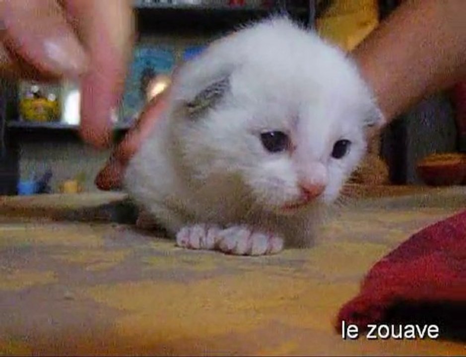 chatons 1