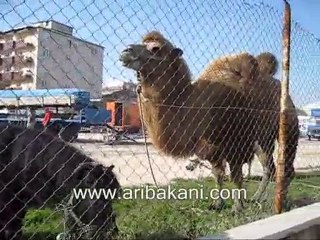 Sirk hayvanları, deve ve midilli at.