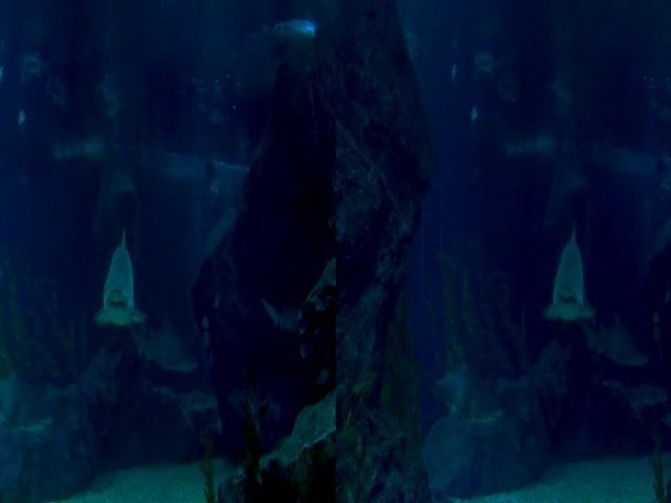 3D Sharks Trailer